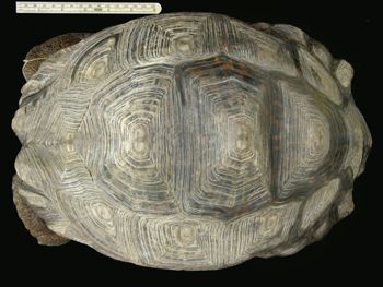 Media type: image; Herpetology R-40003